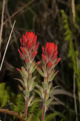 Castilleja arvenis var. pastorei (Hicken) J.M.Egger