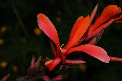 Canna indica L.