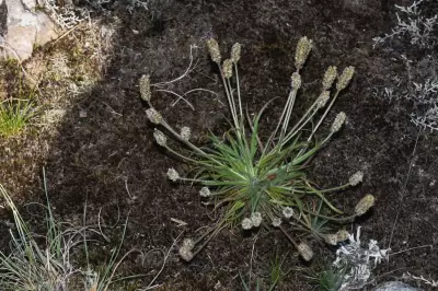 Plantago brasiliensis Sims
