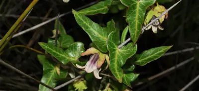 Araujia megapotamica (Spreng.) G.Don