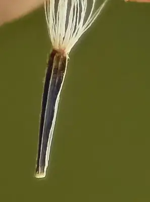 Chromolaena squarrosoramosa (Hieron.) R.M.King & H.Rob.