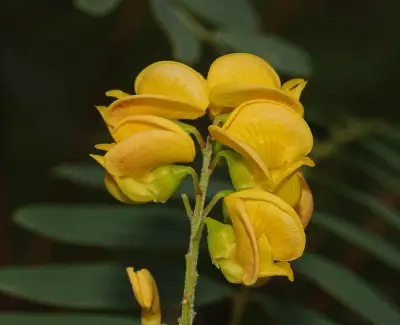 Sesbania virgata (Cav.) Poir.