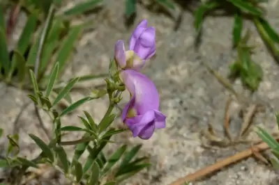 Tephrosia cinerea (L.) Pers.