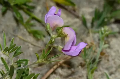 Tephrosia cinerea (L.) Pers.