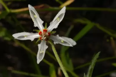 Blumenbachia insignis Schrad.
