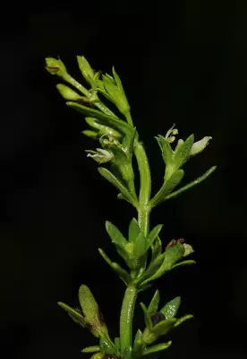 Teucrium cubense Jacq.