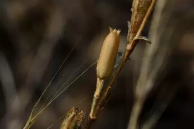 Silene micropetala Lag.
