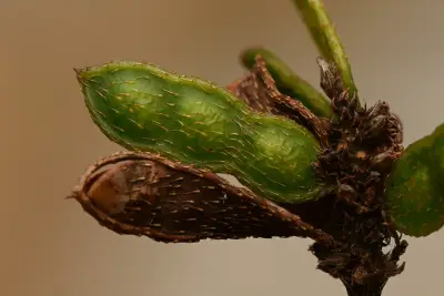 Mimosa dutrae var. dutrae