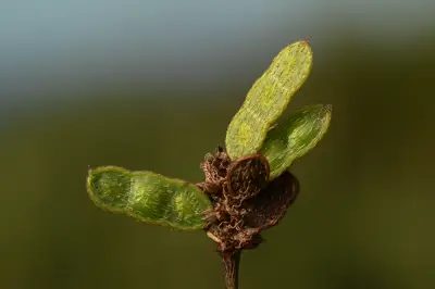 Mimosa dutrae var. dutrae