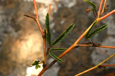 Mimosa dutrae var. dutrae