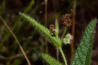 Tragia uberabana Müll.Arg.