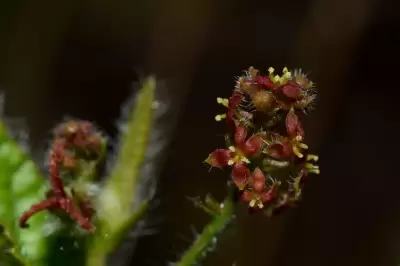Tragia uberabana Müll.Arg.