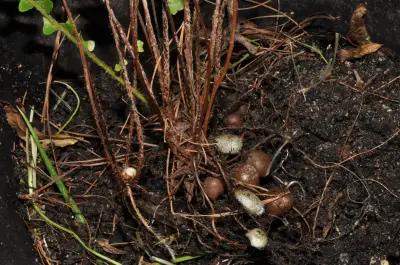 Nephrolepis cordifolia (L.) C.Presl