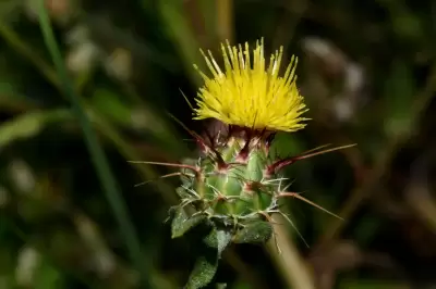 Centaurea melitensis L.