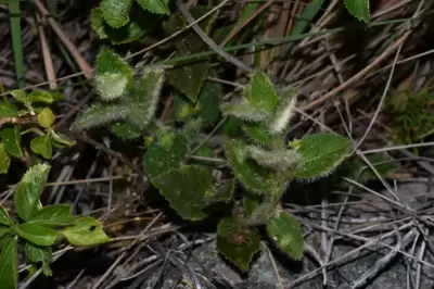 Chiropetalum foliosum (Müll.Arg.) Pax & K.Hoffm.