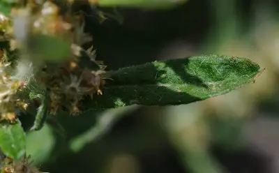 Gamochaeta platensis (Cabrera) Cabrera