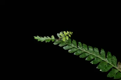 Asplenium sellowianum (Hieron.) Hieron.