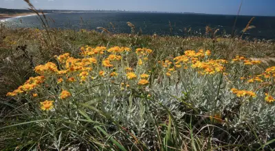 Senecio ostenii Mattf.