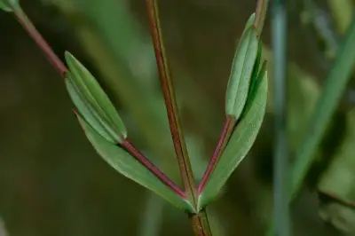 Hypericum carinatum Griseb.
