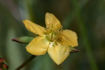 Hypericum carinatum Griseb.