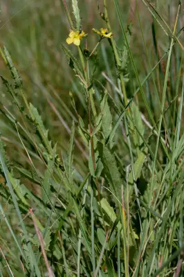 Hypericum carinatum Griseb.