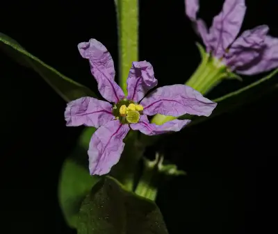 Lythrum maritimum Kunth
