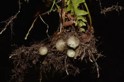 Nephrolepis cordifolia (L.) C.Presl