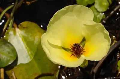 Hydrocleys nymphoides (Humb. & Bonpl. ex Willd.) Buchenau