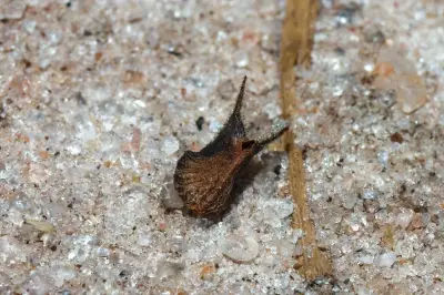 Sida spinosa L.