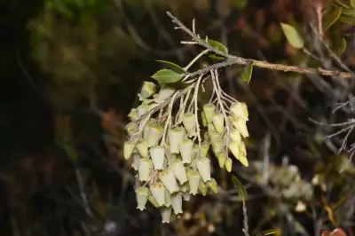 Agarista chlorantha (Cham.) G.Don