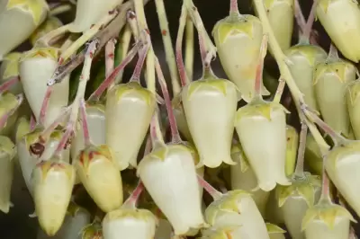 Agarista chlorantha (Cham.) G.Don