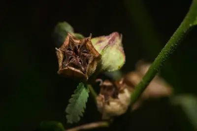 Sida spinosa L.