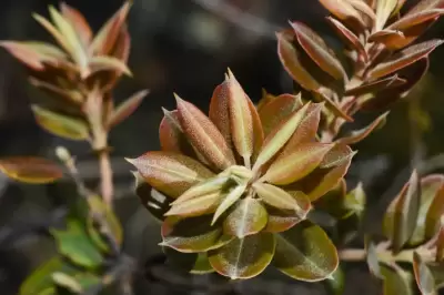 Agarista chlorantha (Cham.) G.Don