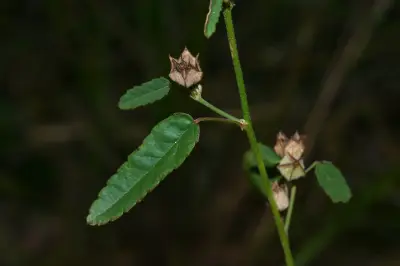 Sida spinosa L.