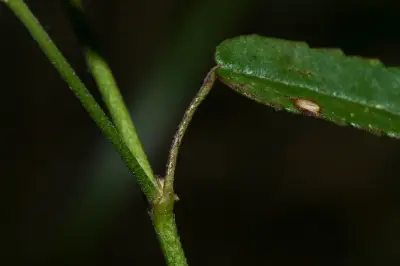 Sida spinosa L.