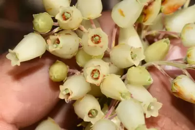 Agarista chlorantha (Cham.) G.Don