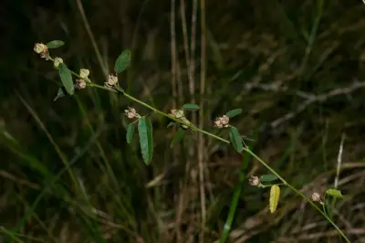 Sida spinosa L.