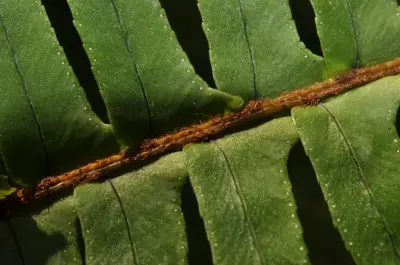 Nephrolepis cordifolia (L.) C.Presl
