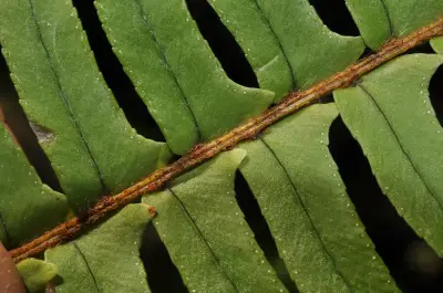 Nephrolepis cordifolia (L.) C.Presl