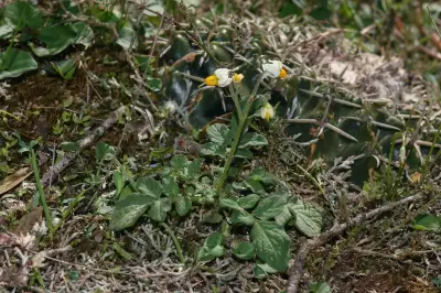 Solanum malmeanum Bitter