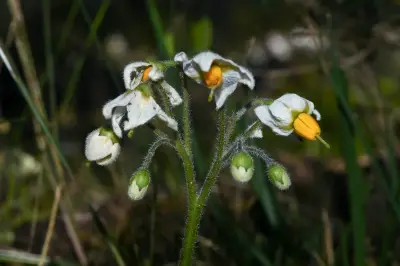 Solanum malmeanum Bitter
