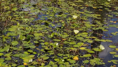Hydrocleys nymphoides (Humb. & Bonpl. ex Willd.) Buchenau
