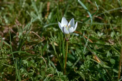 Nothoscordum vittatum (Griseb.) Ravenna