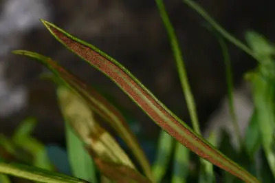 Elaphoglossum gayanum (Fée) T.Moore