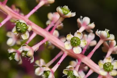 Phytolacca americana L.