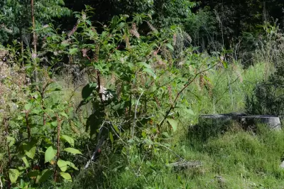Phytolacca americana L.