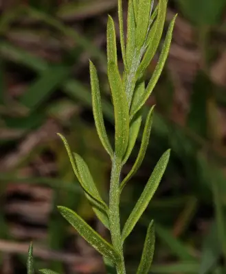 Lessingianthus brevifolius (Less.) H.Rob.