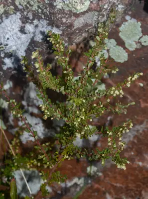 Phyllanthus ramillosus Müll.Arg.