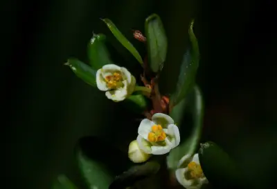Phyllanthus ramillosus Müll.Arg.