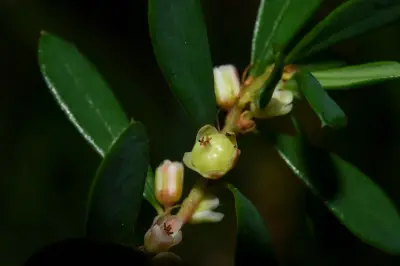 Phyllanthus ramillosus Müll.Arg.